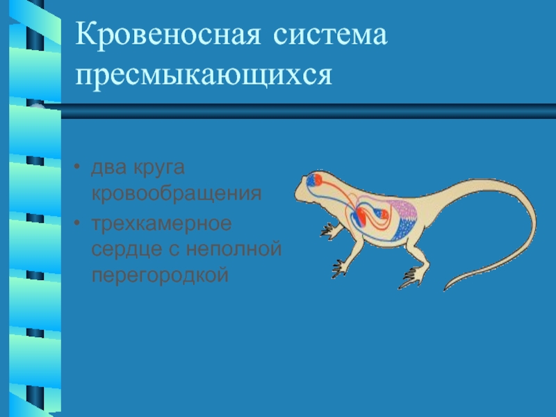 Укажите особенности кругов кровообращения пресмыкающихся. Кровеносная система пресмыкающихся. Кровеносная система рептилий. Трёхкамерное сердце с неполной перегородкой. Трёхкамерное сердце с неполной перегородкой животные.