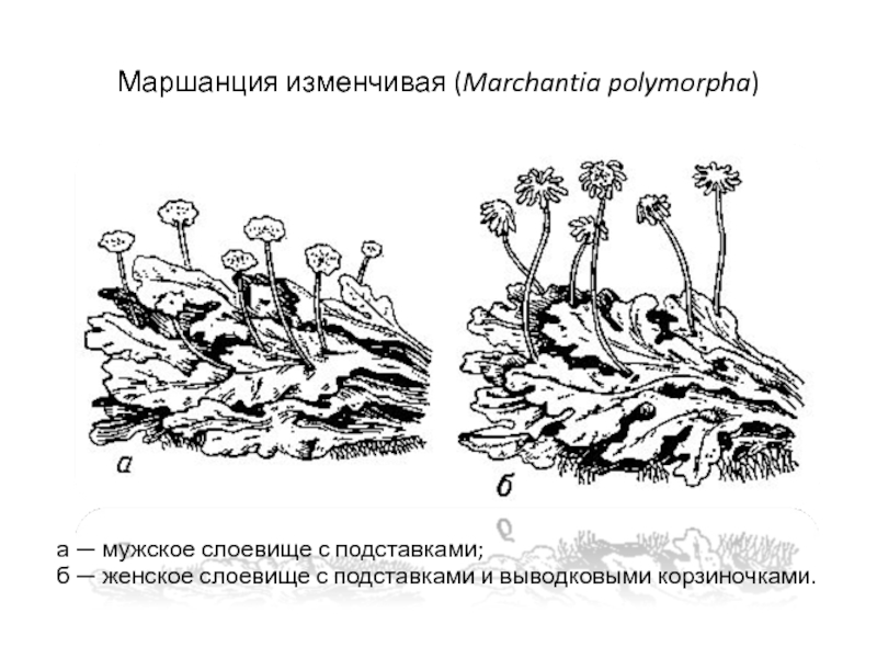 Мхи печеночники рисунок