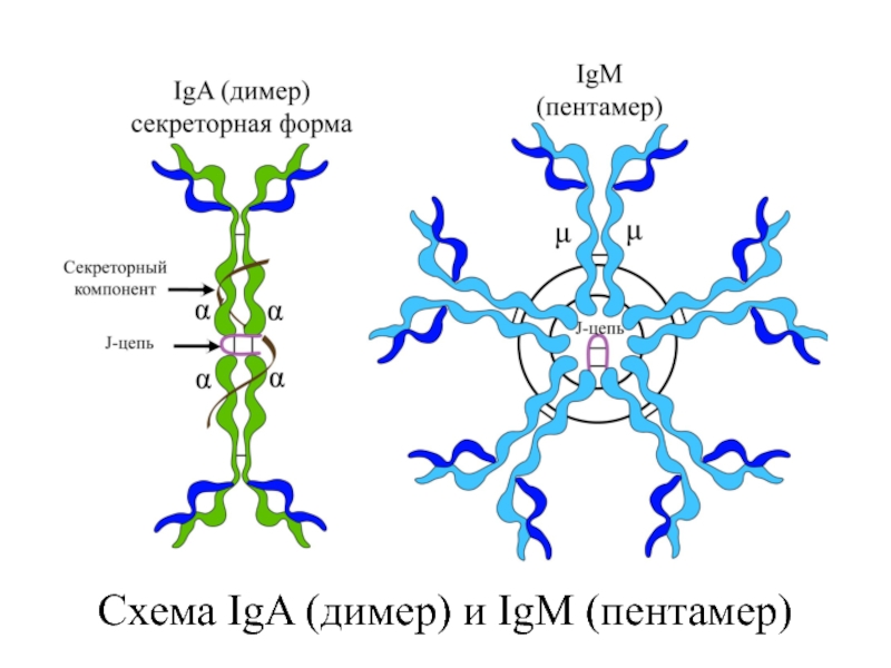 Ig a m g. Iga иммуноглобулин. Схему строения секреторного iga. Секреторный иммуноглобулин а. Схема секреторного иммуноглобулина а.