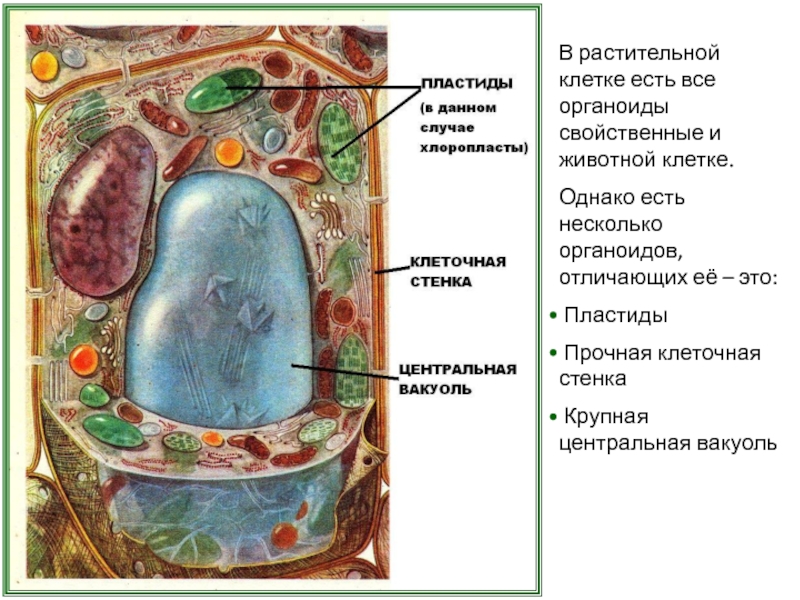 Презентация клетка растения