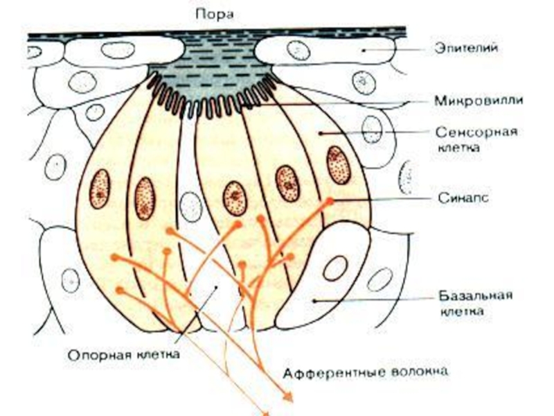 Схема строения вкусовой почки