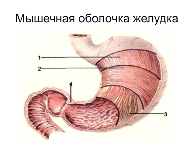 Стенки желудка. Строение мышечной оболочки желудка. Слои мышечной оболочки желудка. Мышечная оболочка желудка анатомия. Мышечная стенка желудка.