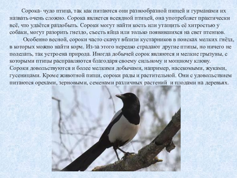 Сорока описание. Сорока описание птицы. Сорока всеядная. Сорока характеристика птицы. Чем питается сорока.