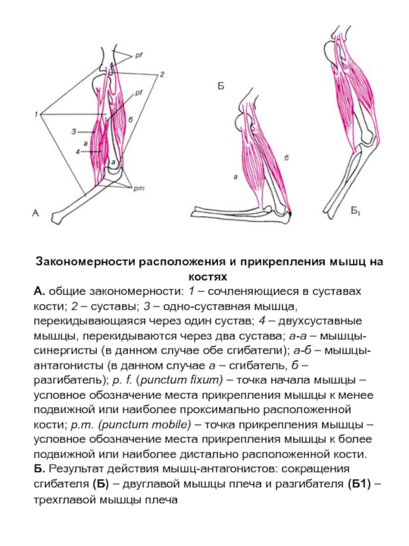 Схема прикрепления мышц