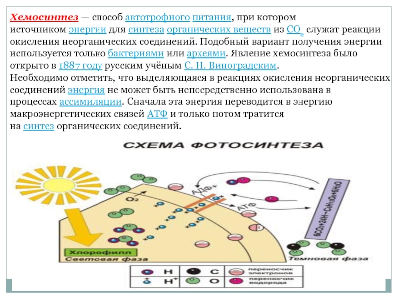 Организмы хемосинтетики. Источник энергии хемосинтеза. Хемосинтез схема. Автотрофное питание хемосинтез. Хемосинтез схема процесса.