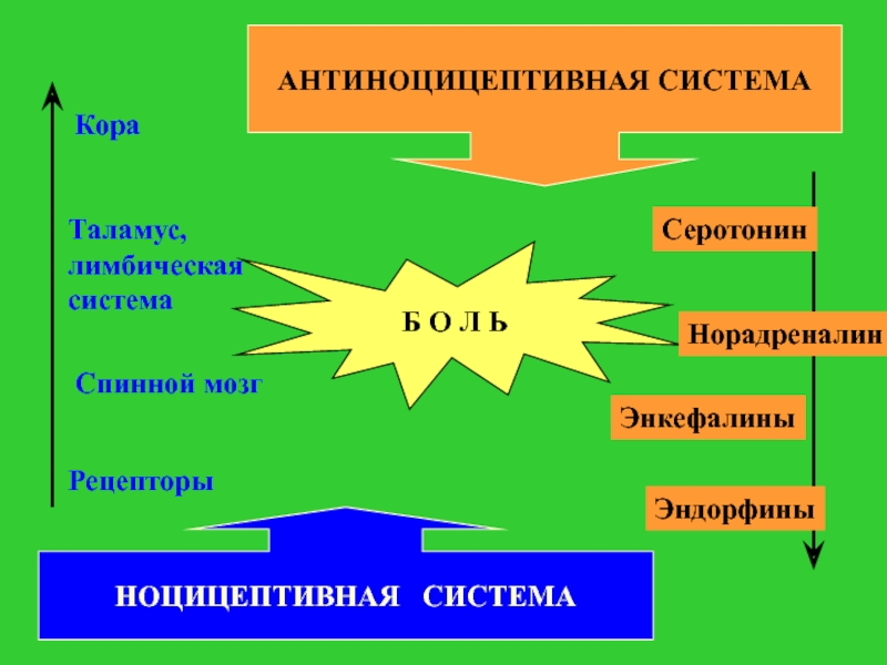 Схема антиноцицептивной системы