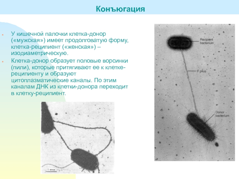 Генетическая карта e coli