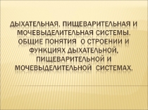 Лекция 4+ дых+пищев+моч+++