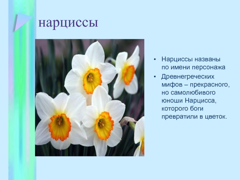 Нарциссы что значат. Нарцисс Конфуоко. Нарцисс информация о цветке. Нарцисс однолетний.