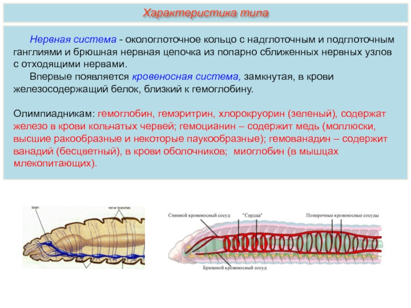 Какие особенности кольчатых червей. Нервная система кольчатых червей 7 класс. Система органов кольчатых червей 7 класс. Строение систем органов кольчатых червей 7 класс биология. Дыхательная система кольчатых червей 7 класс.