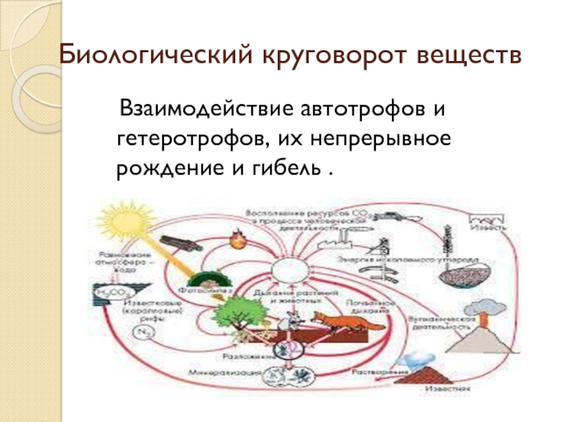 Круговорот веществ в биосфере презентация 9 класс