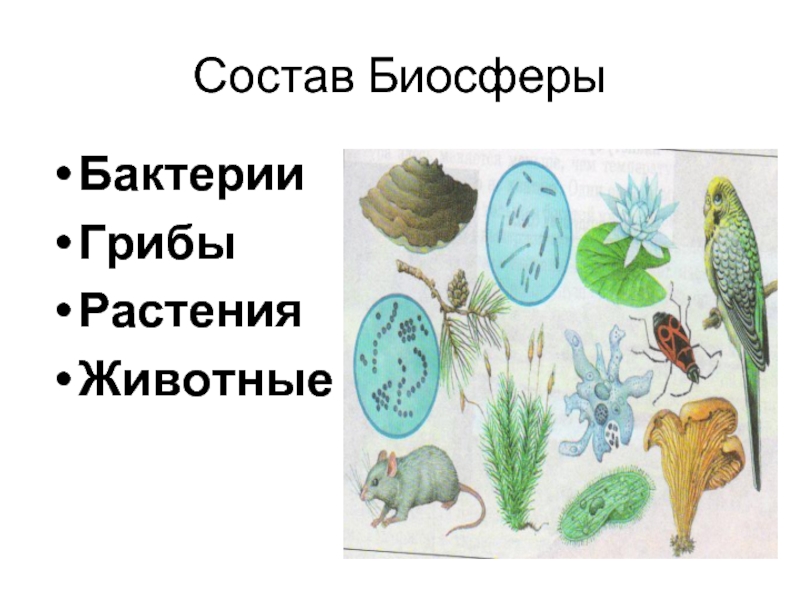 Биосфера бактерии. Рисунок на тему разнообразие и распространение организмов на земле. Схема биосферы животные, растения, грибы, бактерии. Распространение организмов на земле 5 класс биология. Биосфера состав биосферы бактерии.