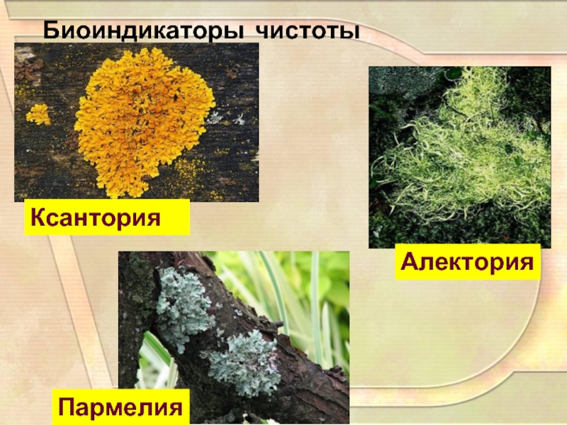 Растения биоиндикаторы презентация