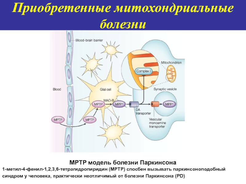 Приобретенные болезни. Исследование митохондриальных заболеваний. Моделирование болезни Паркинсона. Митохондриальные болезни для ЕГЭ. Митохондриальная болезнь просеквенованная лизин.