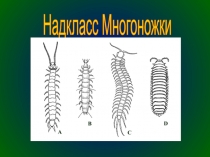 Надкласс Многоножки