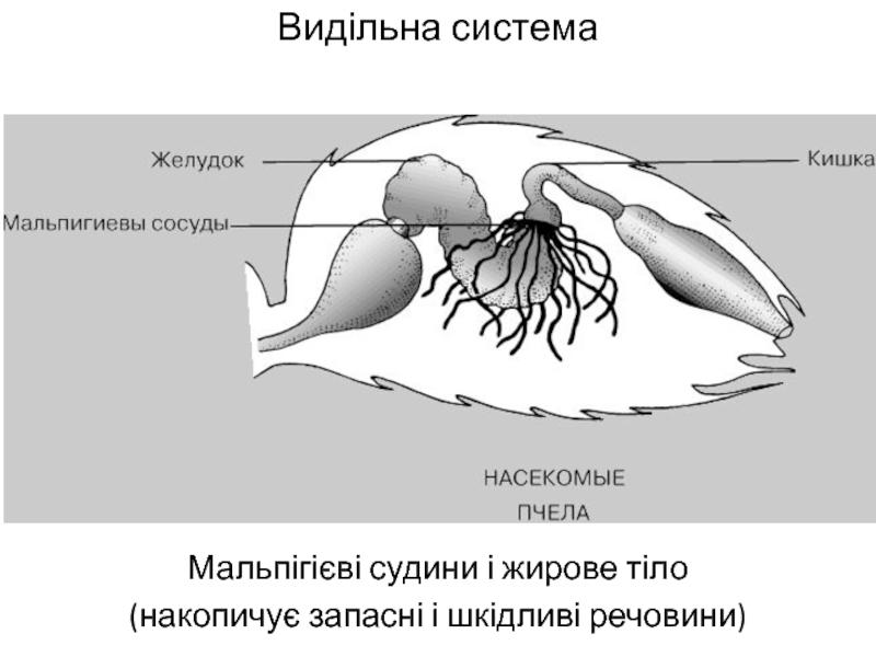 Какой класс имеет мальпигиевы сосуды