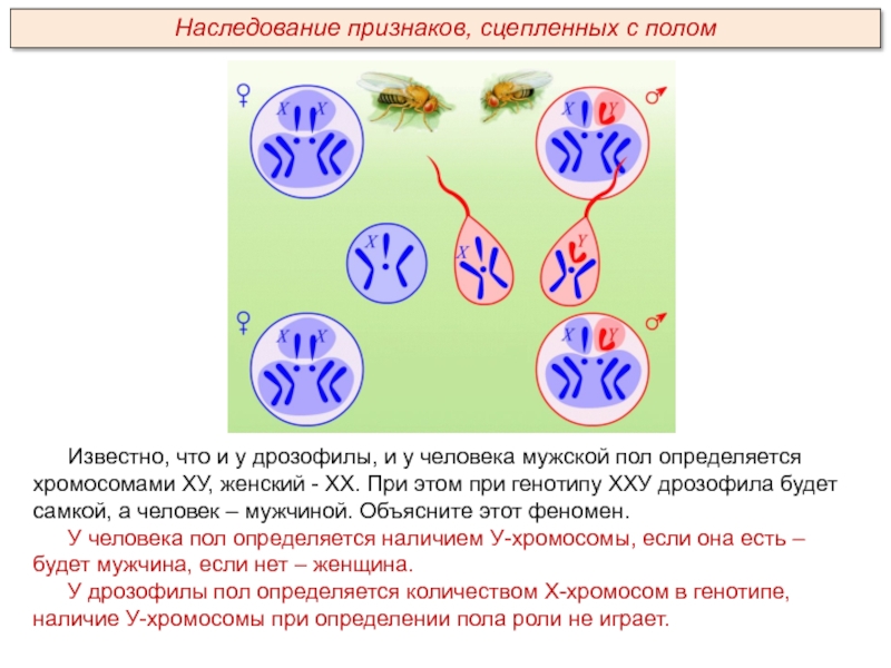 Наследование признаков сцепленных с полом. Наследование признаков, сцепленных с полом, у дрозофилы и человека. Генетика пола дрозофилы. Хромосомный механизм определения пола у человека, дрозофилы.. Наследование признаков сцепленных с полом у дрозофилы.