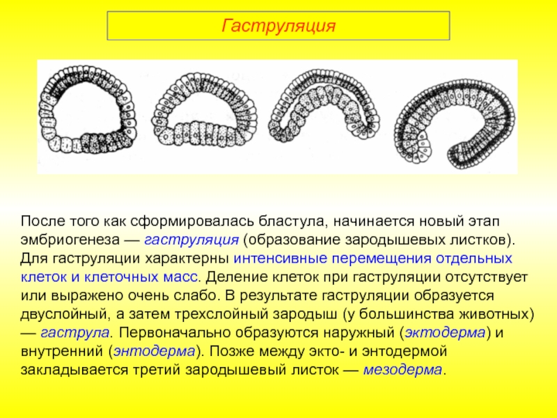 Эмбриональное развитие презентация