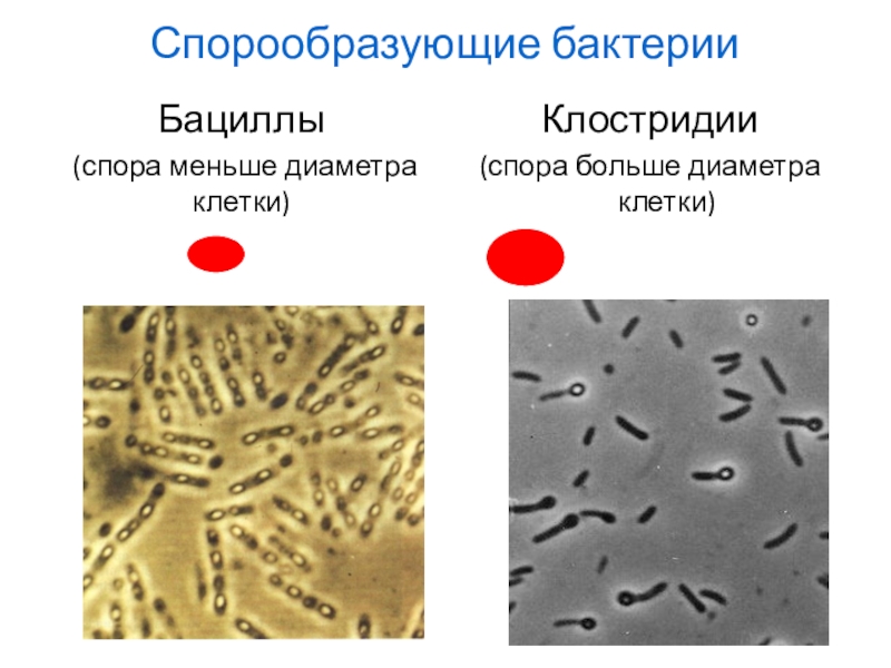 Клостридии презентация микробиология