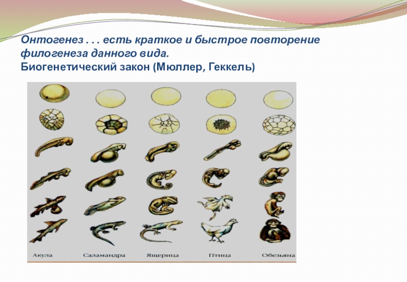Онтогенез животных презентация