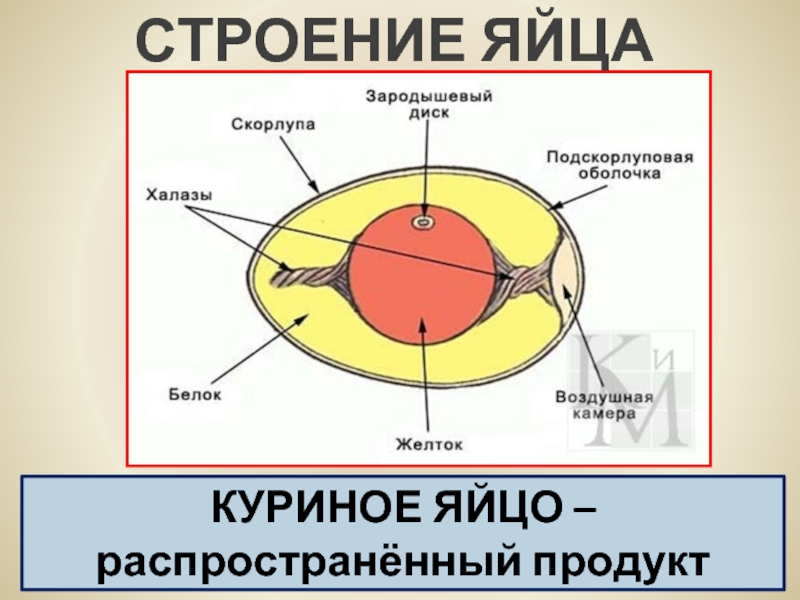 Картинка строение куриного яйца