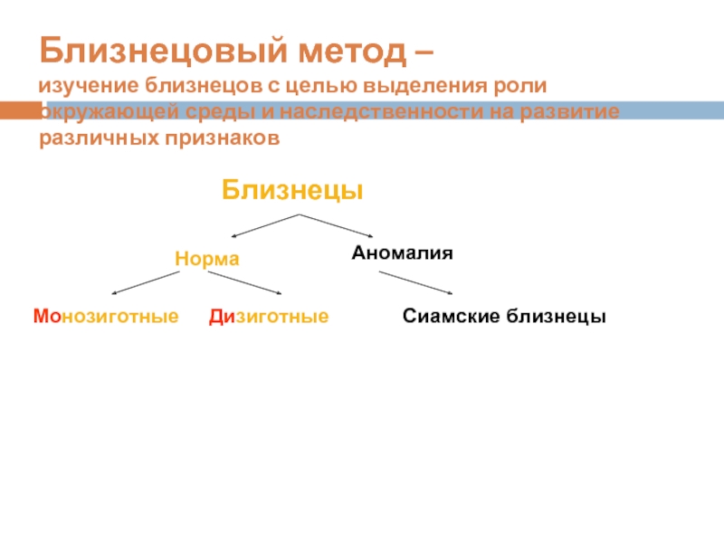 Близнецовый метод исследования генетики человека презентация