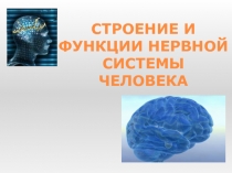 СТРОЕНИЕ И ФУНКЦИИ НЕРВНОЙ СИСТЕМЫ ЧЕЛОВЕКА