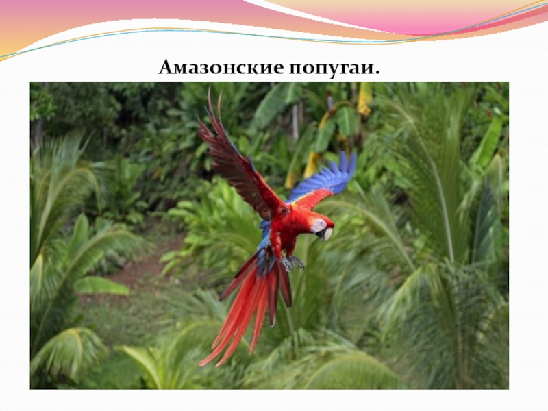 Амазонские попугаи.