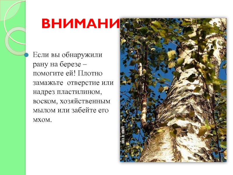 Березка 4 класс. Проект по окружающему миру про березу. Буклет про березу. 4 Класс окружающий мир проект про березу.