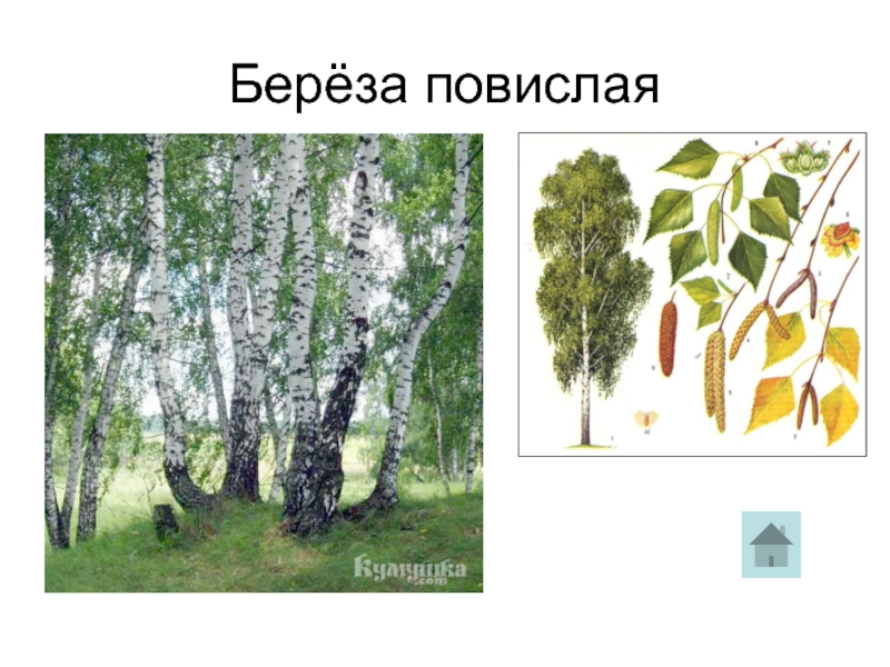 К продуцентам относят березу повислую. Берёза повислая. Классификация березы повислой. Берёза повислая части. Береза общий вид.