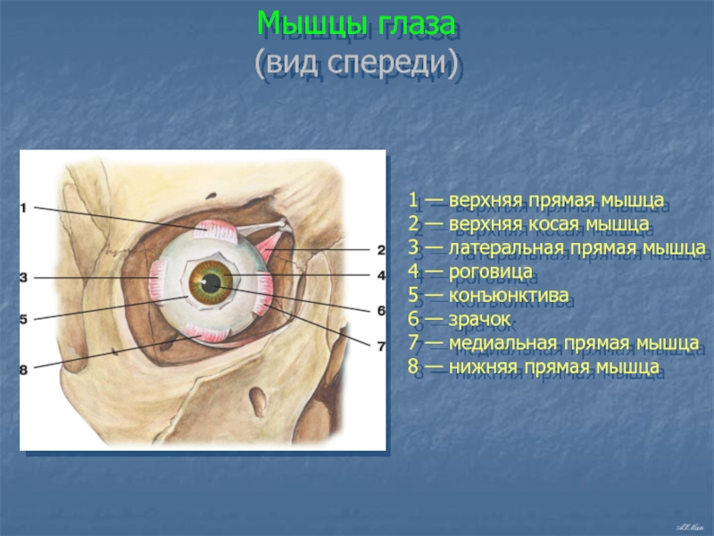 Косых мышц глазного яблока. Верхняя косая мвшца гл. Мышцы глаза. Верхняя и нижняя косые мышцы глаза. Мышцы глаза вид спереди.