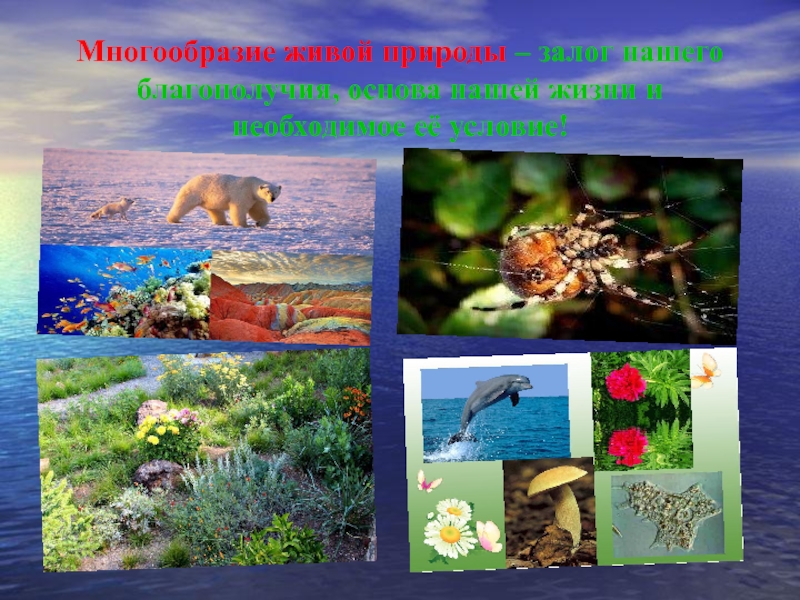 Живой мир доклад. Многообразие живой природы. Разнообразие живой при. Многообразие живой природы охрана природы. Живой мир природы разнообразие.