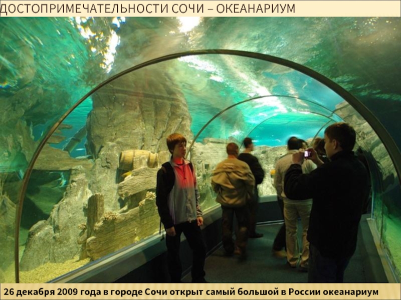 ДОСТОПРИМЕЧАТЕЛЬНОСТИ СОЧИ – ОКЕАНАРИУМ26 декабря 2009 года в городе Сочи открыт самый большой в России океанариум