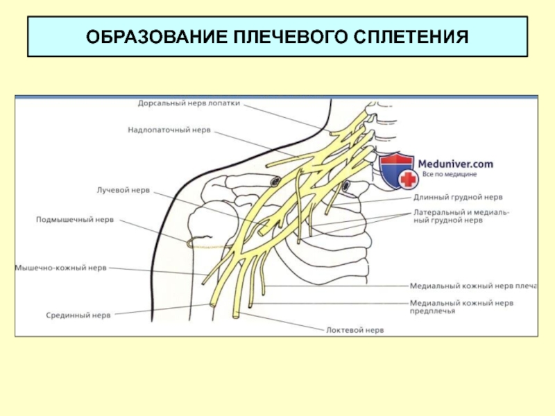 Сплетения нервов анатомия. Ветви плечевого сплетения анатомия. Плечевое сплетение анатомия короткие ветви. Нервы плечевого сплетения анатомия.