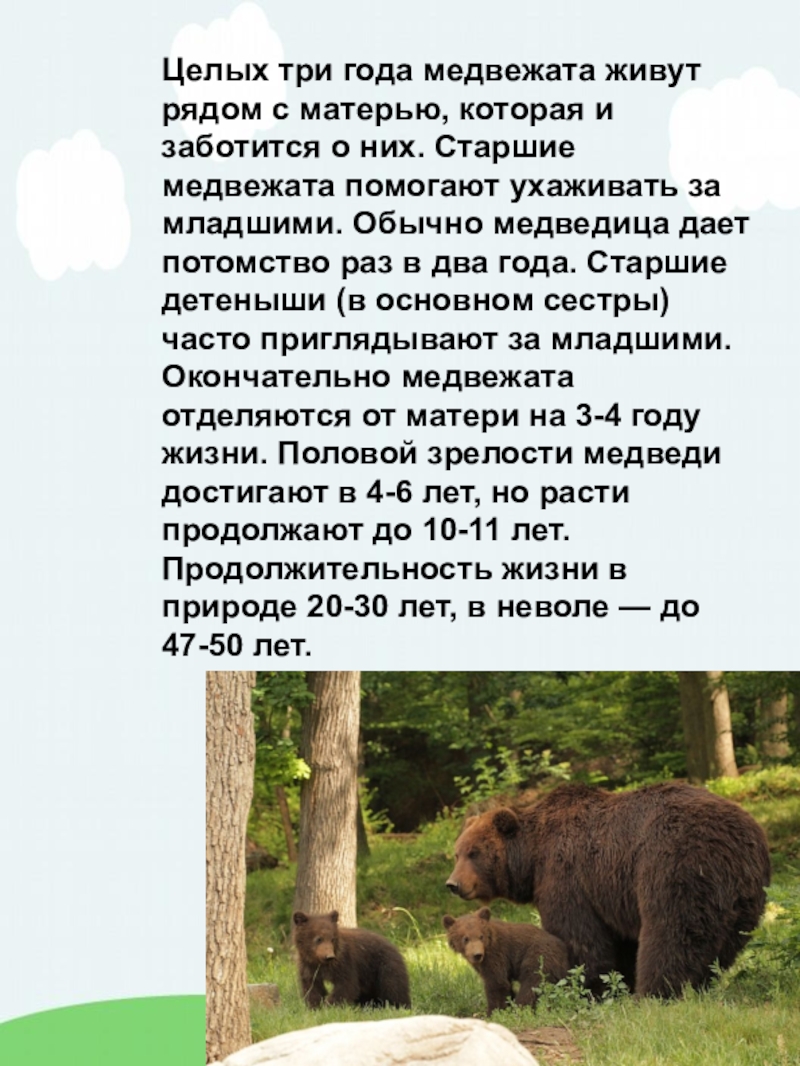 Медведь годы жизни. Продолжительность жизни бурого медведя. Медведь живет. Сколько живут медведи. Сколько живёт медведь в природе.