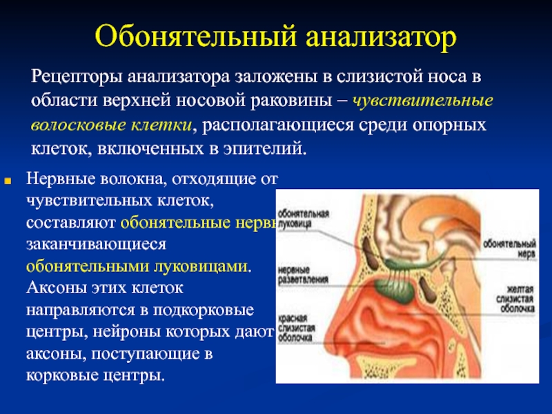 Вкусовой и обонятельный анализатор презентация