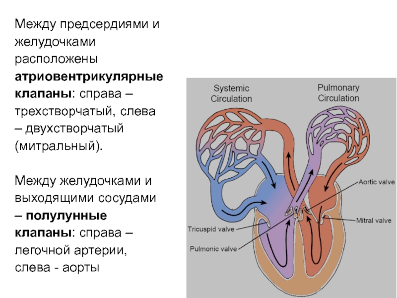 Как называется трехстворчатый клапан