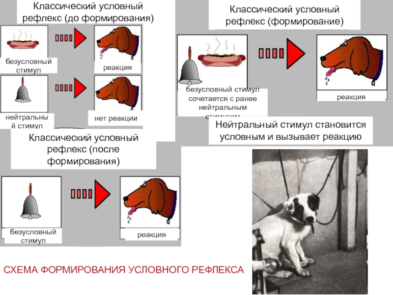 Выбрать 3 условных рефлекса. Классический условный рефлекс. Формирование условного рефлекса. Классические условные рефлексы и.п.Павлов. Классический условный рефлекс пример.