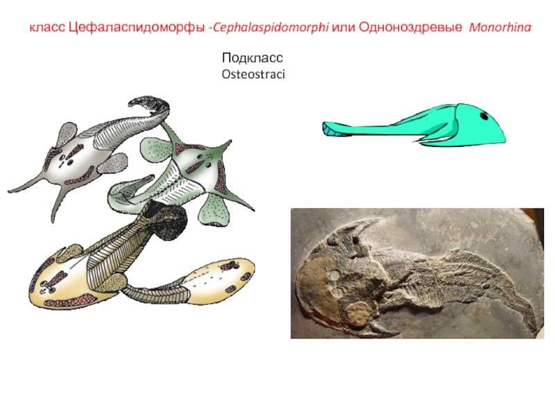 ЗООЛОГИЯ ПОЗВОНОЧНЫХ класс Цефаласпидоморфы -Cephalaspidomorphi или Одноноздревые MonorhinaПодкласс Osteostraci класс Цефаласпидоморфы -Cephalaspidomorphi или Одноноздревые MonorhinaПодкласс Osteostraci