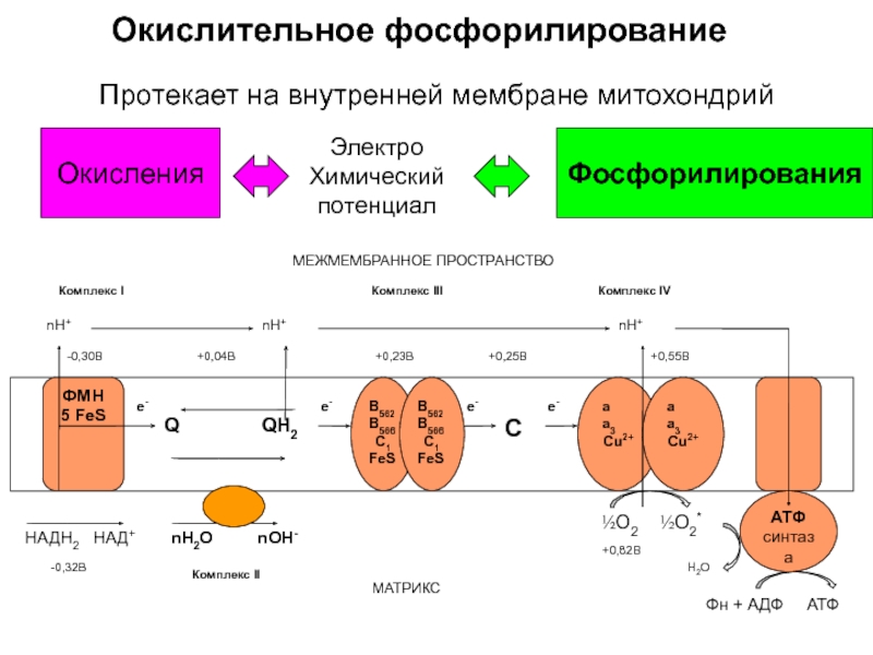 Окислительное фосфорилирование презентация