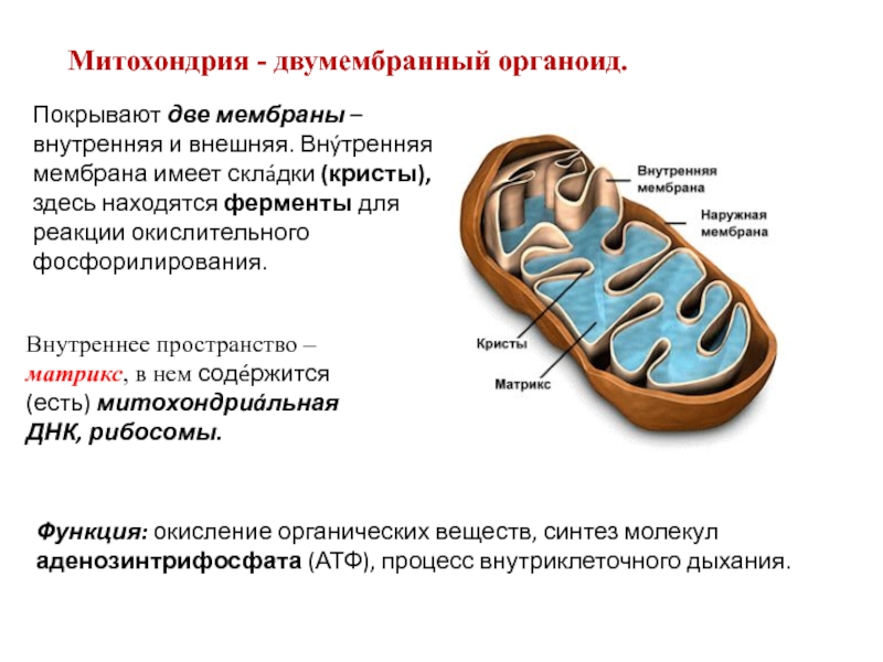 Двумембранные органоиды клетки