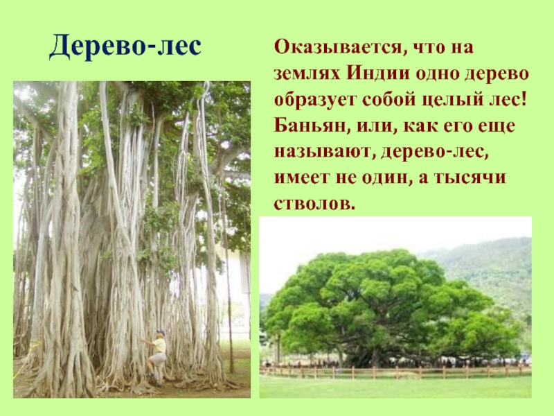 Дерево-лесОказывается, что на землях Индии одно дерево образует собой целый лес! Баньян, или, как его еще называют,