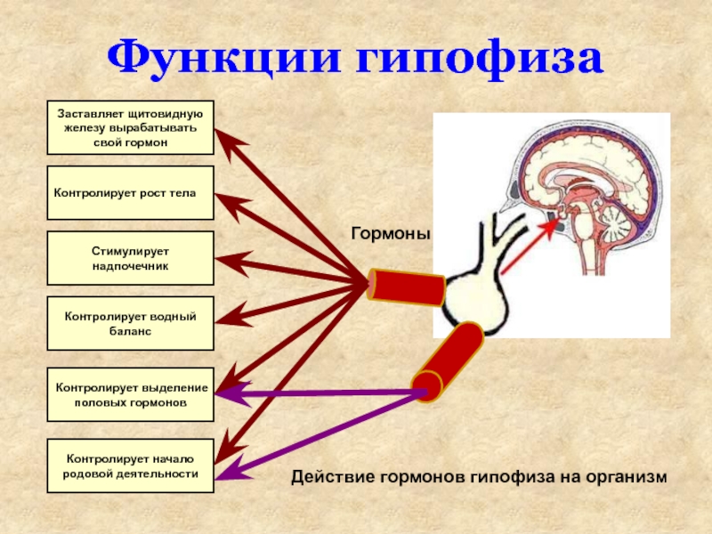 Отметь рисунок на котором изображена железа вырабатывающая гормон адреналин