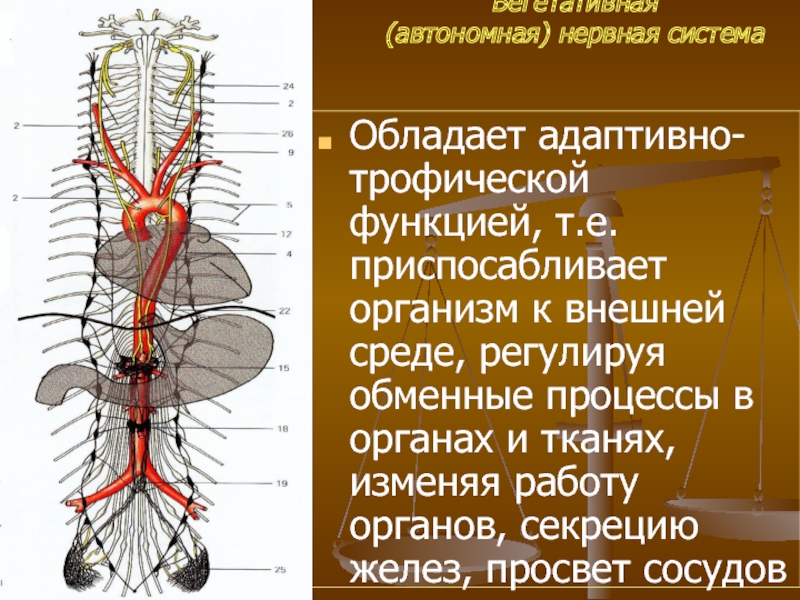 Вегетативная (автономная) нервная система 