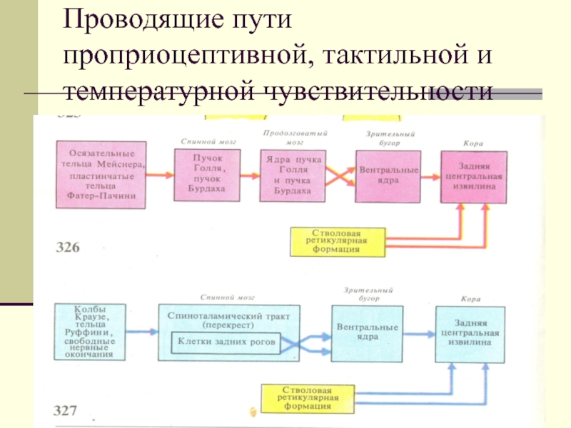 Соматосенсорный анализатор общий план строения и функции проводящие пути