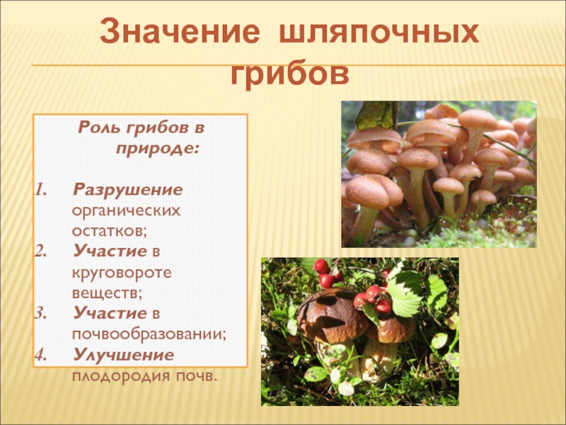 Какова роль грибов в круговороте веществ