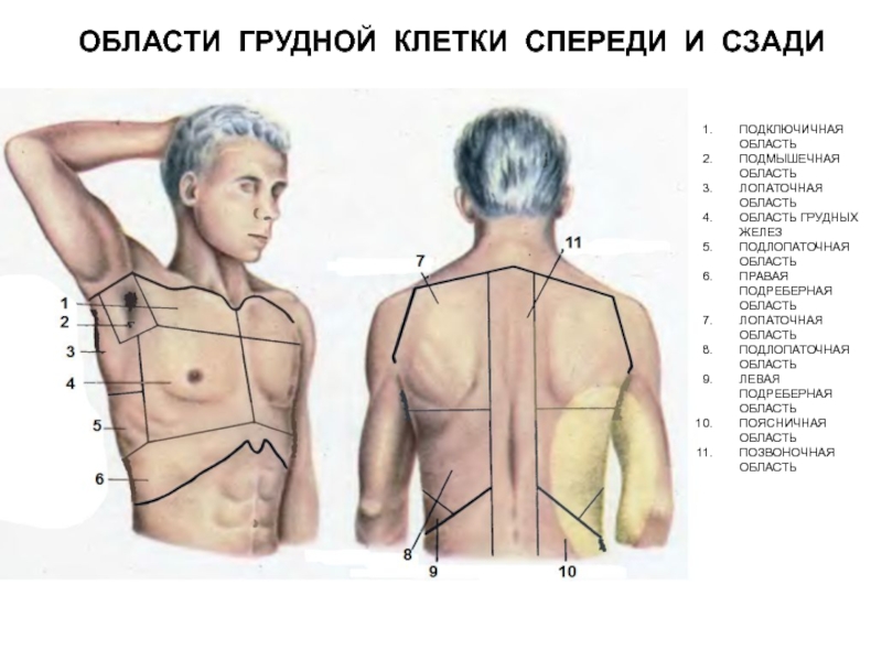 Легкие фото где находятся у человека сзади и спереди