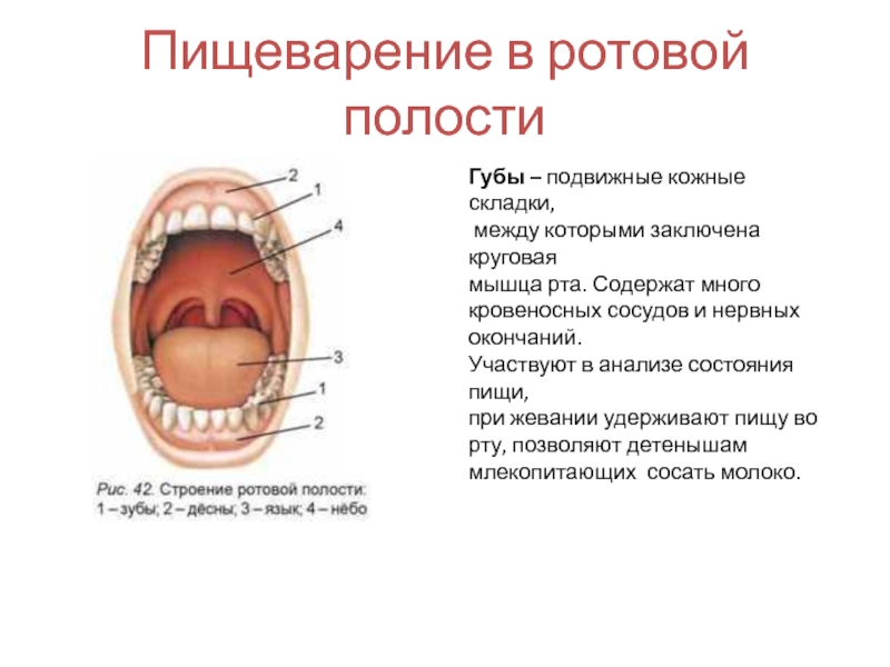 Общий план строения пищеварительной системы пищеварение в ротовой полости