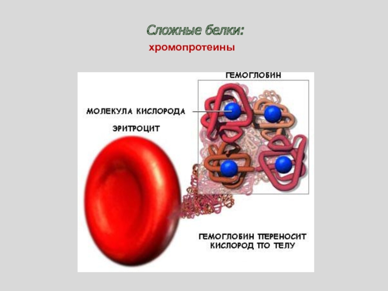 Путешествие с молекулой кислорода по организму проект