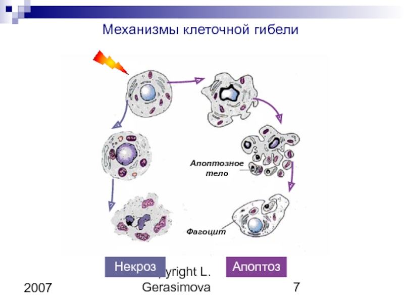 Презентация на тему некроз апоптоз